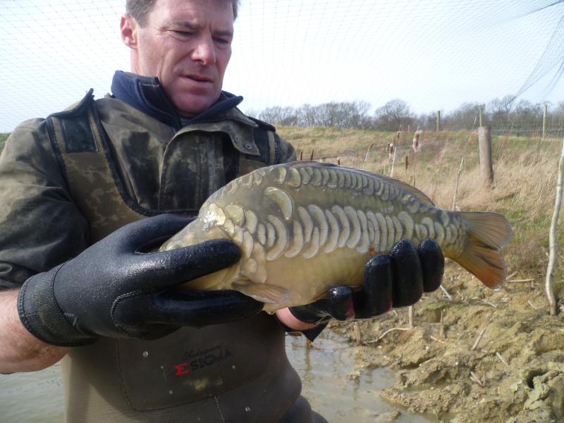 Galleries, Carp For Sale UK
