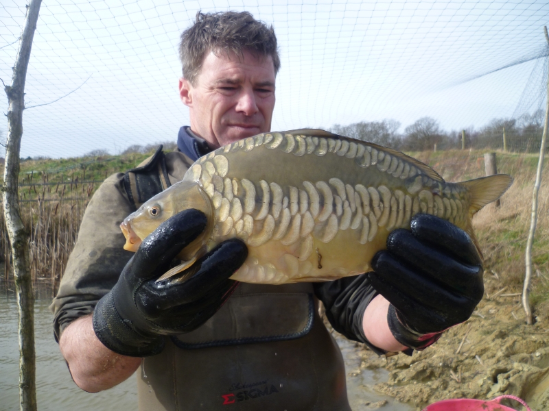 Galleries, Carp For Sale UK