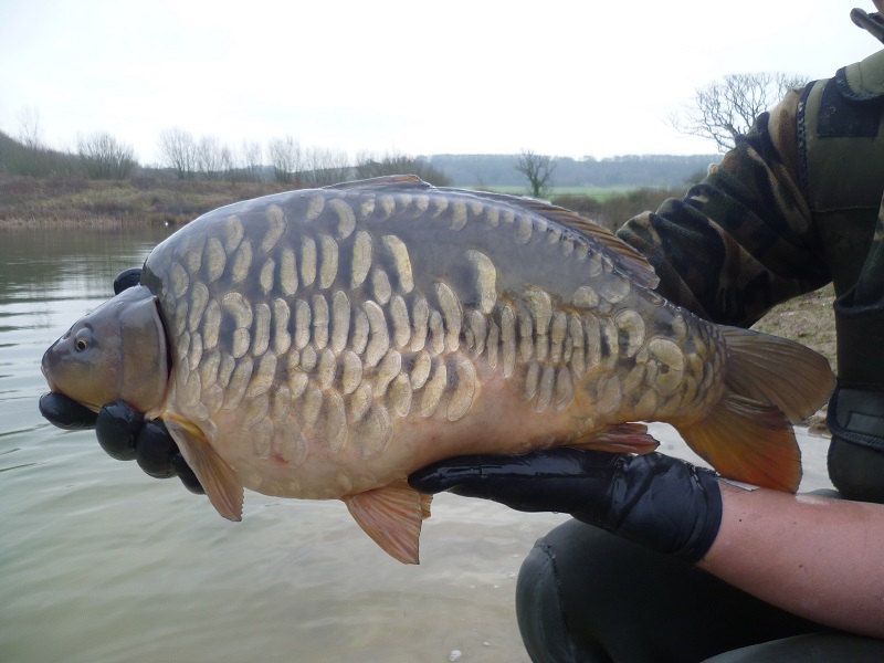 Scaly-carp